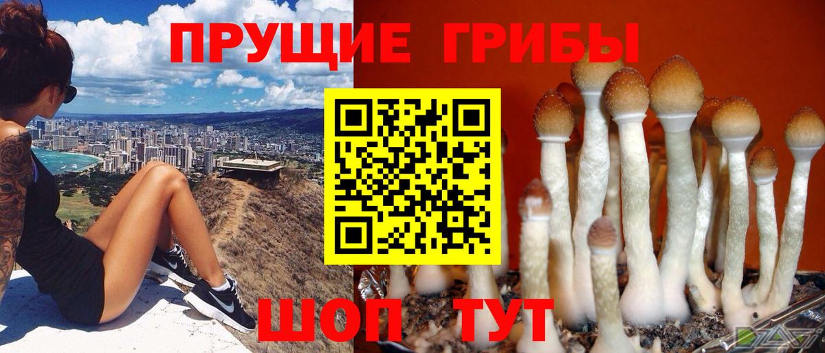 Галлюциногенные грибы Cubensis Бугуруслан